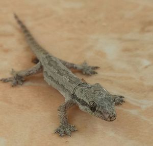 Close-up of lizard