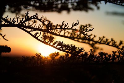 Silhouette trees against sky during sunset