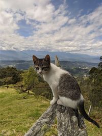 Full length of a cat sitting on grass
