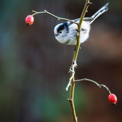 Close-up bird and of berries on plant, long tailled tit on dog rose 