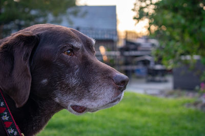 An old chocolate lab looking off in the distance in a suburban backyard