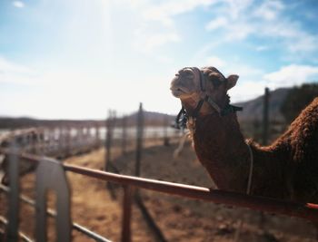 Portrait of dog on railing against sky