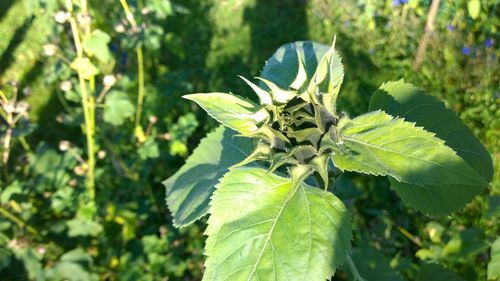 Close-up of green leaves on plant