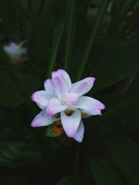 Close-up of flower blooming outdoors