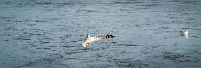 Seagull flying over water