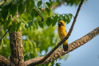 Low angle view of bird perching on tree