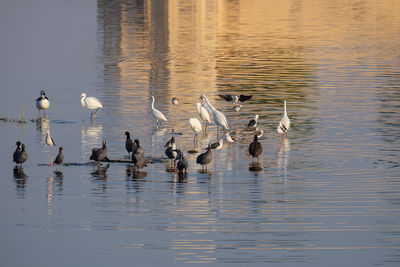 Ducks swimming in lake