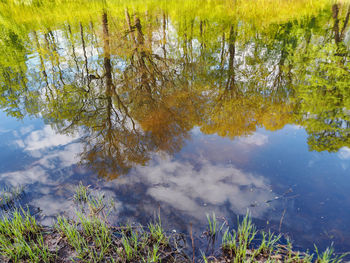 Reflection of trees in lake