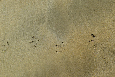 Seagull prints on wet beach 