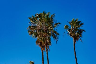 Low angle view of coconut palm tree against blue sky