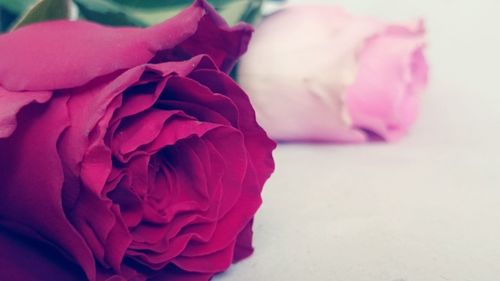 Close-up of roses on table