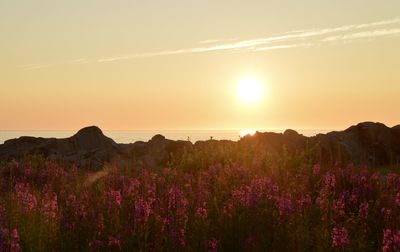 Scenic view of field against sky during sunset