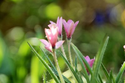 Close-up of pink flowering plant