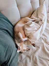 Midsection of woman with dog