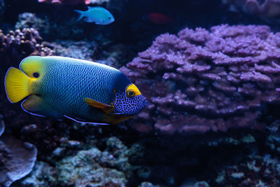 Blueface angelfish swimming in sea