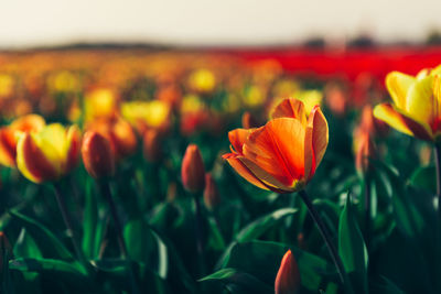 Close-up of orange tulips on field