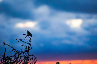 Low angle view of bird perching on a tree