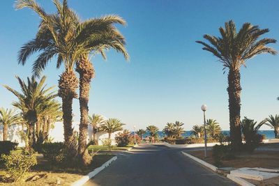 Palm trees by road against clear sky