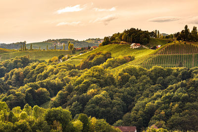 Scenic view of agricultural field against sky