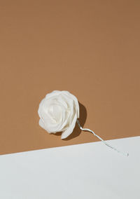 Plastic rose decor on stylish beige and white minimalist space. stylish wallpaper