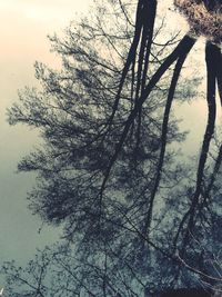 Bare trees against sky