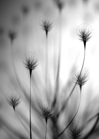 Low angle view of flowering plant against sky
