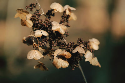 Close-up of wilted plant