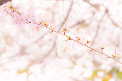 Close-up of flowers on branch