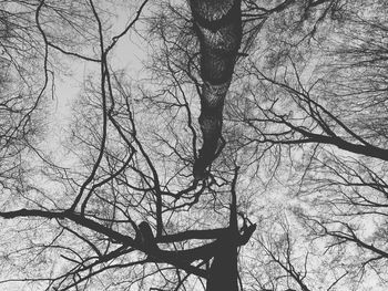 Low angle view of bare tree against sky