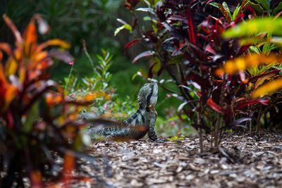 Close-up of lizard on plant in garden