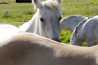 White horse in field