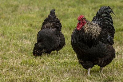 Rooster on grassy field