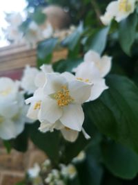 Close-up of white flowering plant