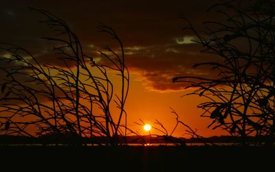 Silhouette of trees at sunset