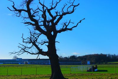 Bare trees on field against clear sky
