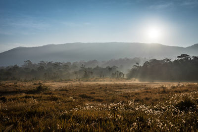 Scenic view of field against sky