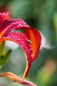 Close-up of wet red flower