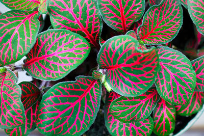 Closeup of pink veins on a nerve houseplant.