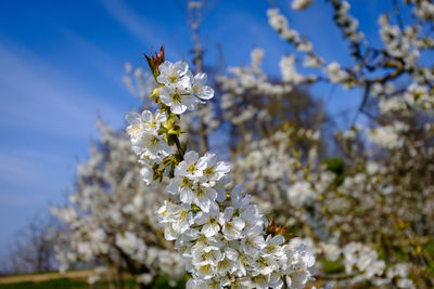 Close-up of cherry blossoms against sky