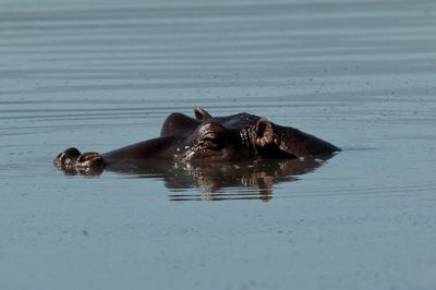 Hippopotamus swimming in lake