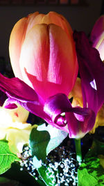 Close-up of pink flower