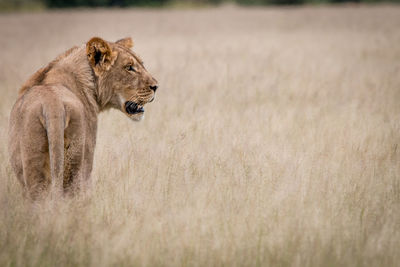 Lioness on grassy field