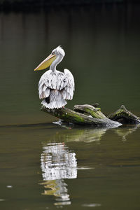 Bird on a lake
