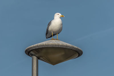 Low angle view of seagull perching on metal against sky