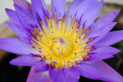 Close-up of purple flower