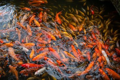 View of koi carps swimming in pond