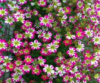 Full frame shot of pink flowering plants in park