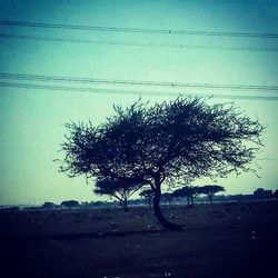 Bare trees on landscape