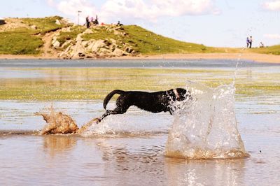 Dog playing in water against sky