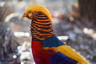 Close-up of pheasant